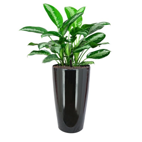 Aglaonema 'Pattaya Beauty' In Hg-3301 Pot (Ø33Cmxh57Cm)
